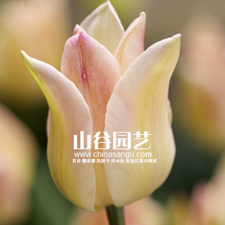 创世大发-郁金香