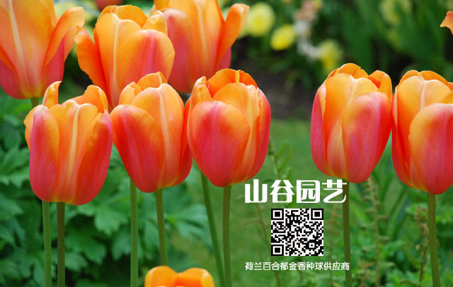 创世大发-郁金香