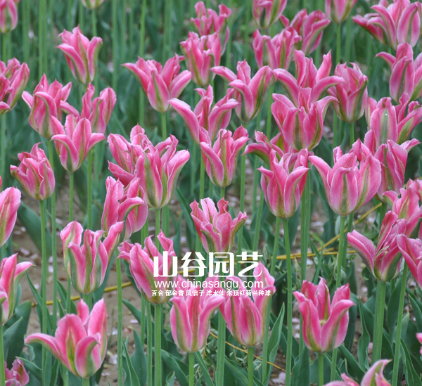 创世大发-郁金香