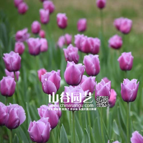 创世大发-郁金香