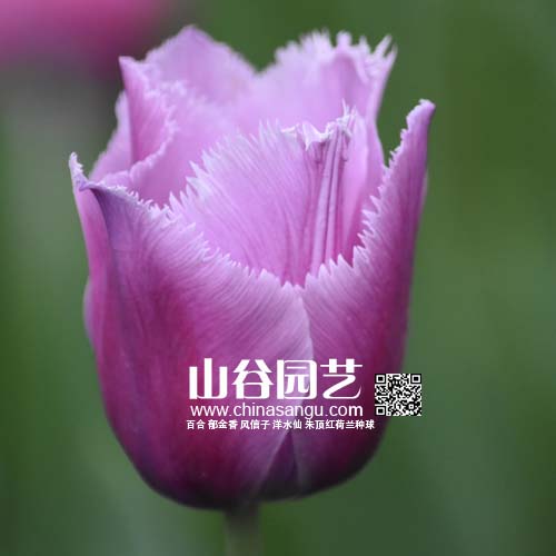 创世大发-郁金香