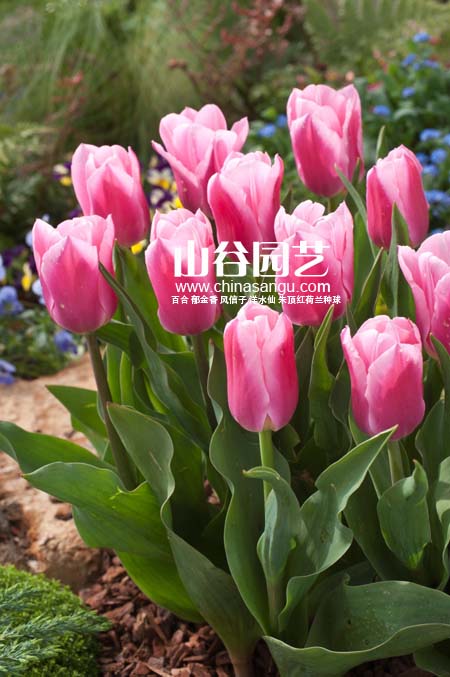 创世大发-郁金香