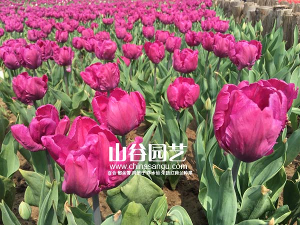 创世大发-郁金香