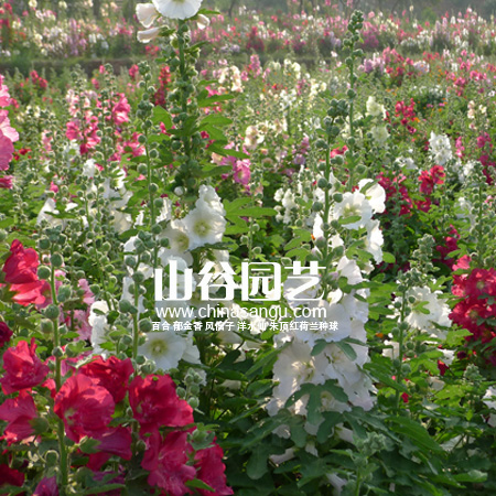 创世大发-野花种子