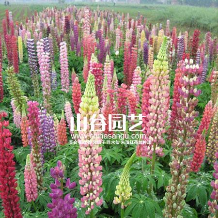 创世大发-野花种子
