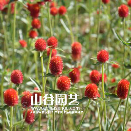 创世大发-野花种子