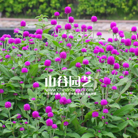 创世大发-野花种子