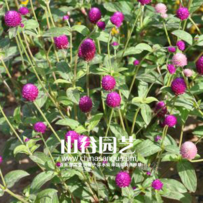 创世大发-野花种子