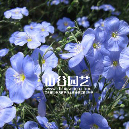 创世大发-野花种子
