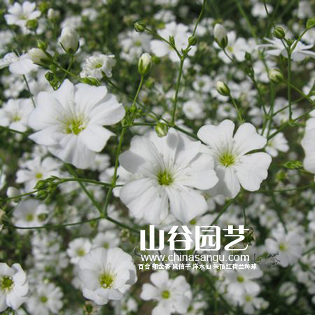 创世大发-野花种子
