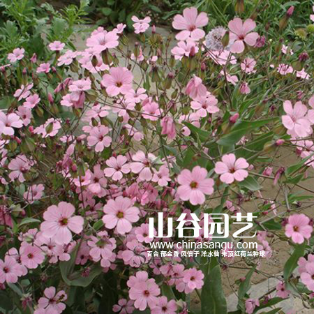 创世大发-野花种子