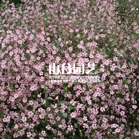 创世大发-野花种子