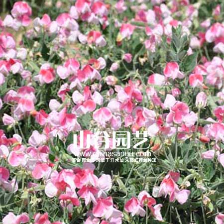 创世大发-野花种子