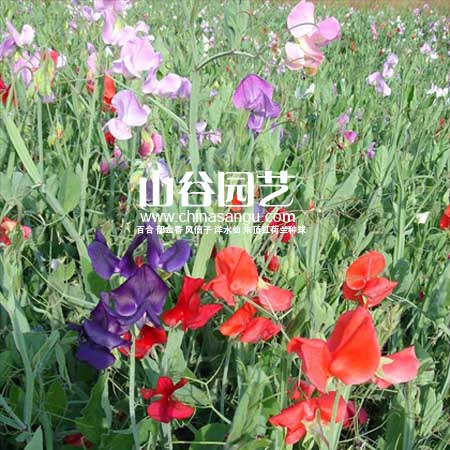 创世大发-野花种子