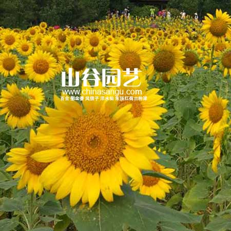 创世大发-野花种子