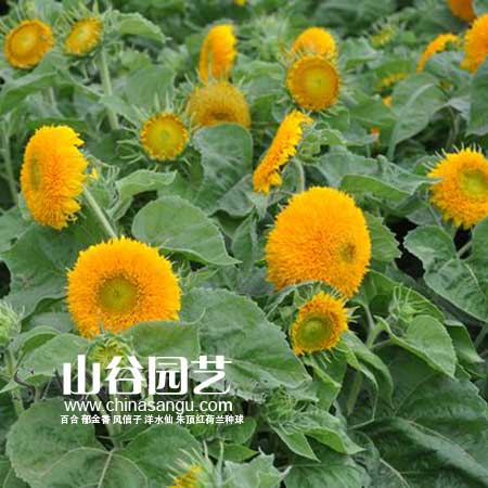 创世大发-野花种子