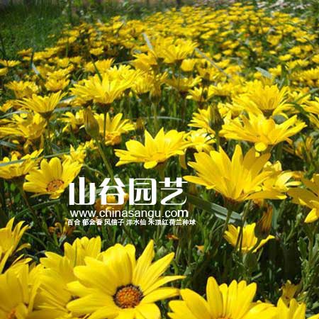 创世大发-野花种子