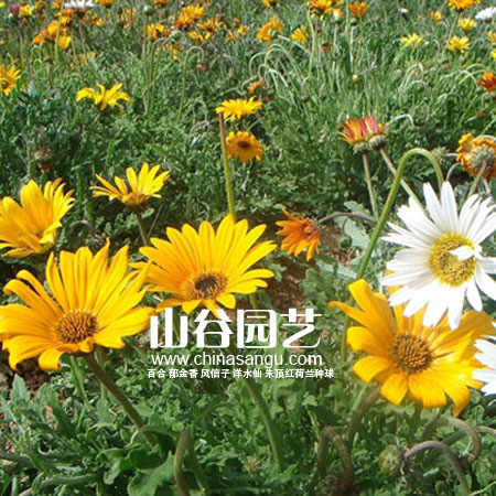 创世大发-野花种子