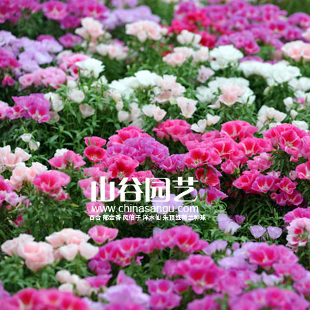 创世大发-野花种子