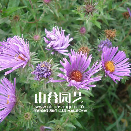 创世大发-野花种子
