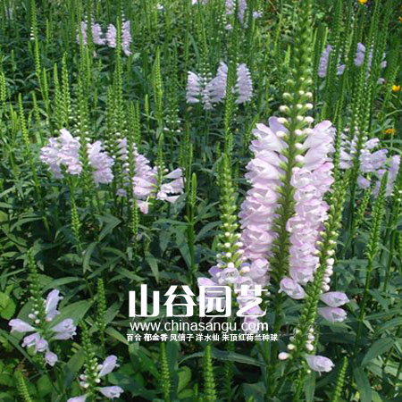 创世大发-野花种子