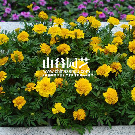 创世大发-野花种子