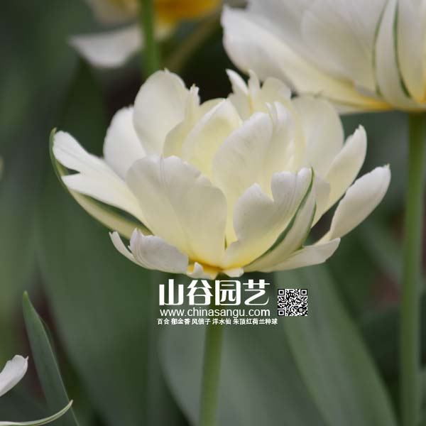创世大发-郁金香