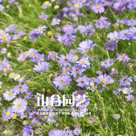 创世大发-野花种子