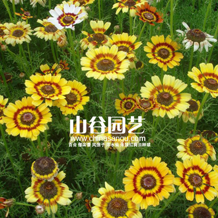 创世大发-野花种子