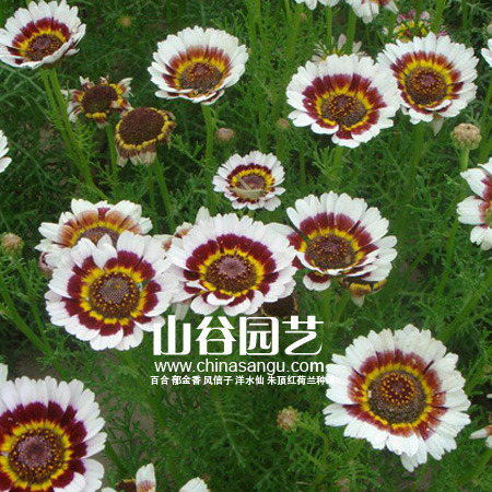 创世大发-野花种子