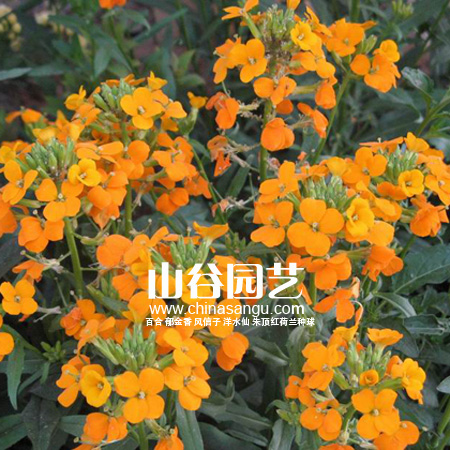 创世大发-野花种子