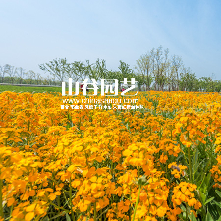 创世大发-野花种子