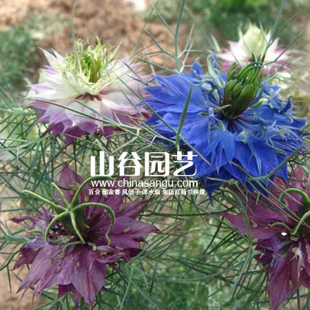 创世大发-野花种子