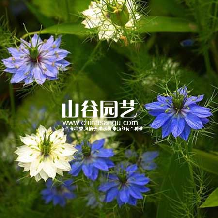 创世大发-野花种子
