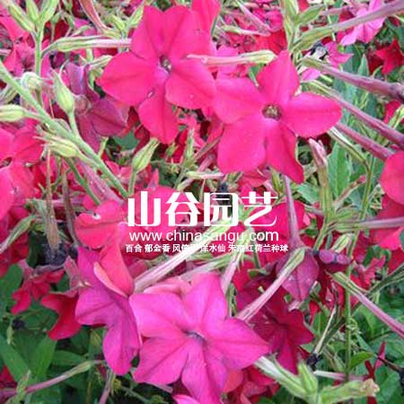 创世大发-野花种子