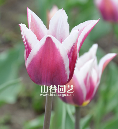 创世大发-郁金香