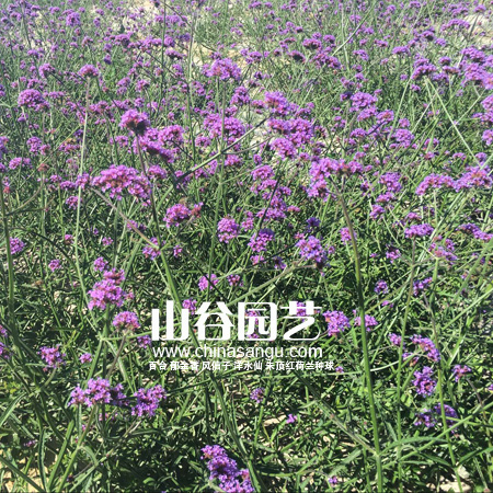 创世大发-野花种子