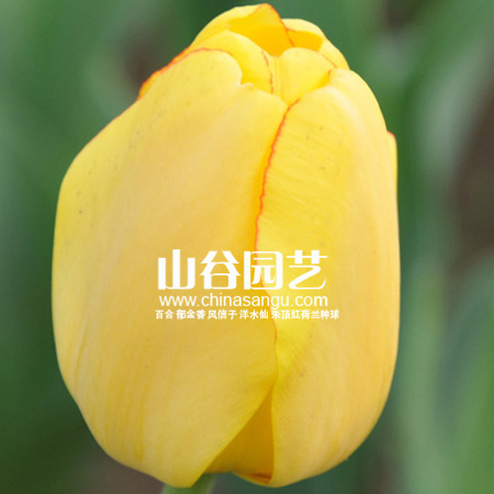 创世大发-郁金香