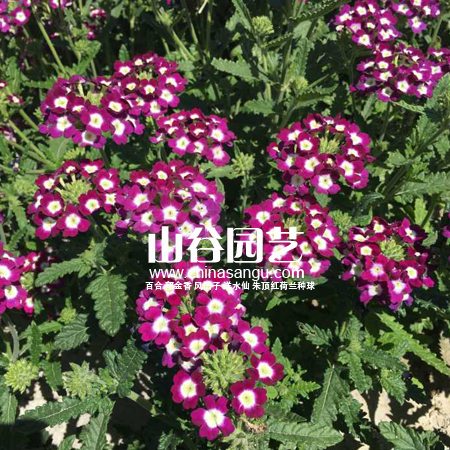 创世大发-野花种子