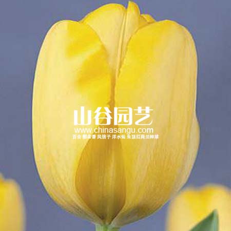 创世大发-郁金香