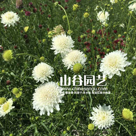 创世大发-野花种子