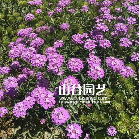 创世大发-野花种子