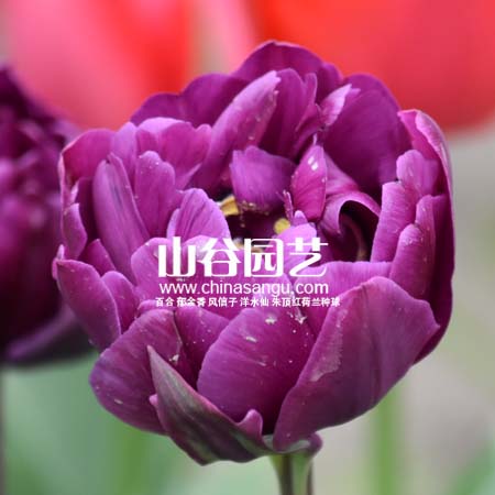 创世大发-郁金香