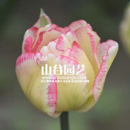 创世大发-郁金香