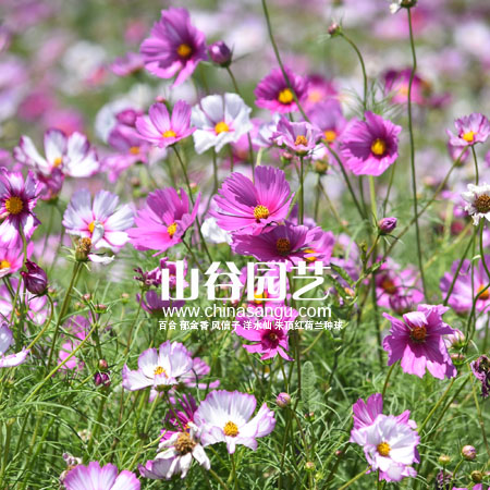创世大发-野花种子