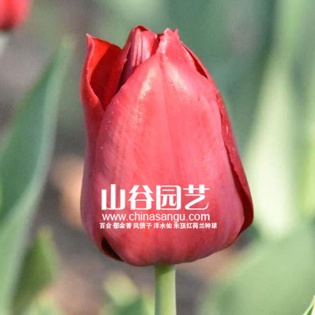 创世大发-郁金香