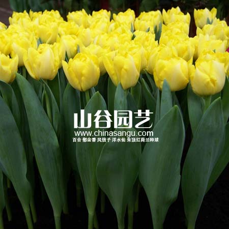 创世大发-郁金香