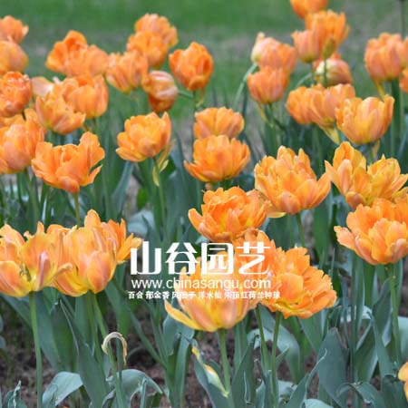 创世大发-郁金香