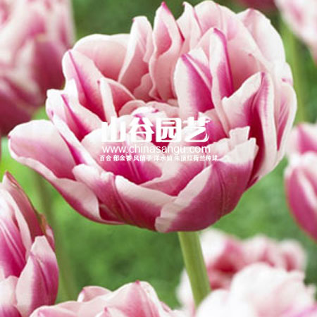 创世大发-郁金香