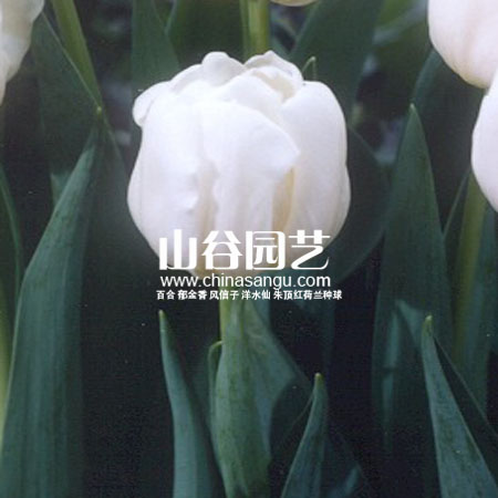 创世大发-郁金香